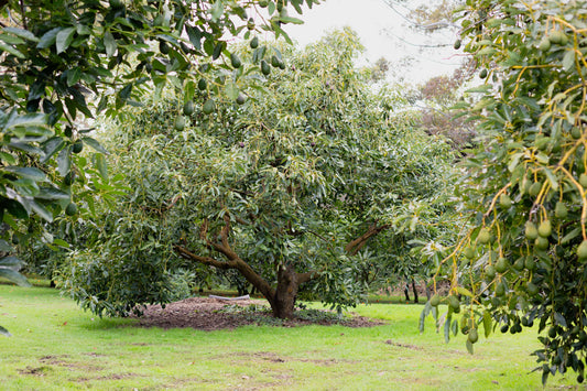 Are you injecting your avocados this season?