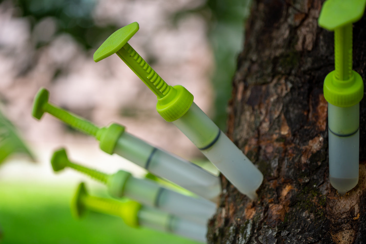 A step by step video guide and articulation through the process of injecting your avocado trees.