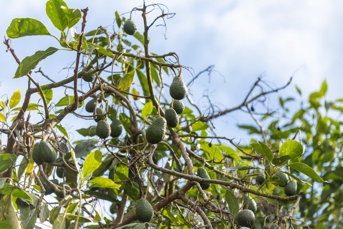 Avocado Tree Injection AvoJect tree trunk injection